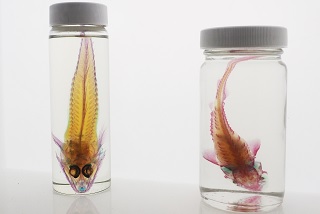 賽恩斯會員專屬日-透明魚標本
