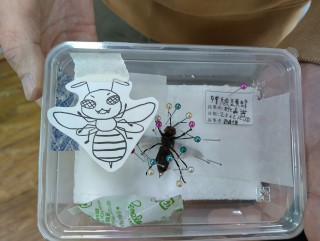 【昆蟲標本家】獨角仙的標本製作