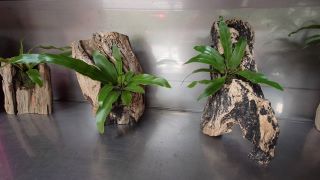 森林海廢循環DIY-漂流木療癒植栽(第一梯)