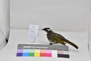 這是牠的鳥故事-鳥類觀察及標本製作