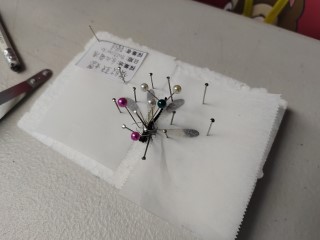 【昆蟲標本家】蜻蜓標本製作與昆蟲型態多樣性