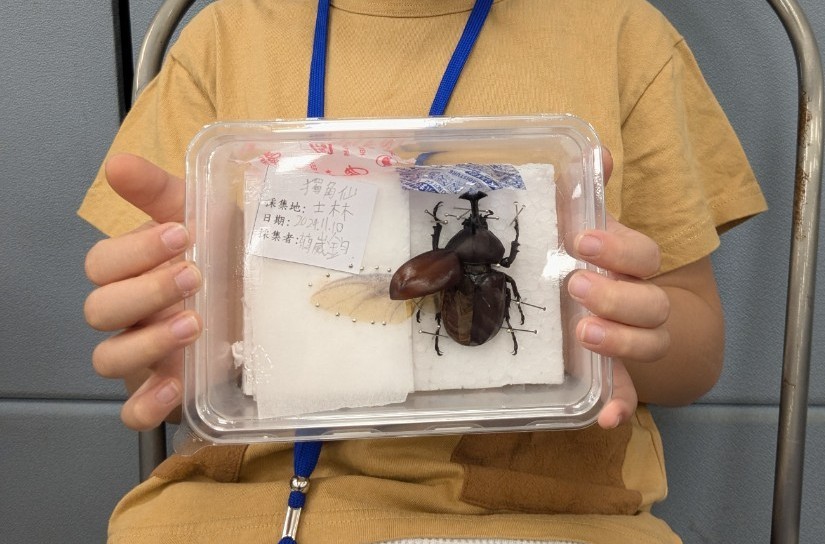 【昆蟲標本家單堂】獨角仙標本製作與昆蟲型態多樣性