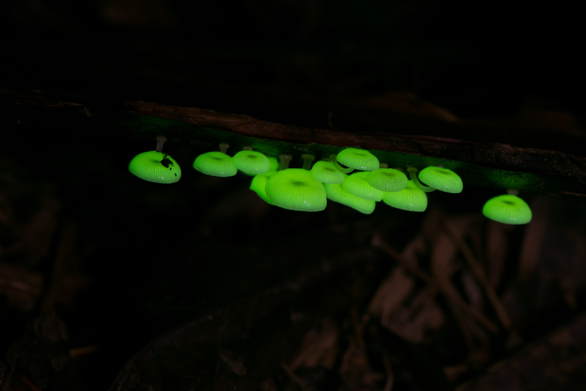 發光小菇（Mycena chlorophos）