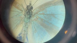 【昆蟲標本家】蝴蝶標本與型態多樣性