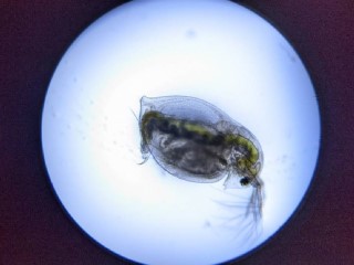 【暑營體驗課】微觀世界-浮游生物玻片觀察(第一場)