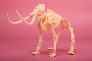 【賽恩斯會員專屬日】冰原大發現-挖出長毛象