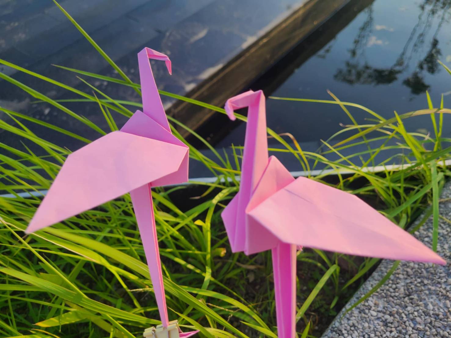 塗鴉動物園：揭開鳥類的秘密！