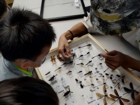 【昆蟲標本家】蝴蝶、蜻蜓、虎頭蜂及獨角仙的標本製作
