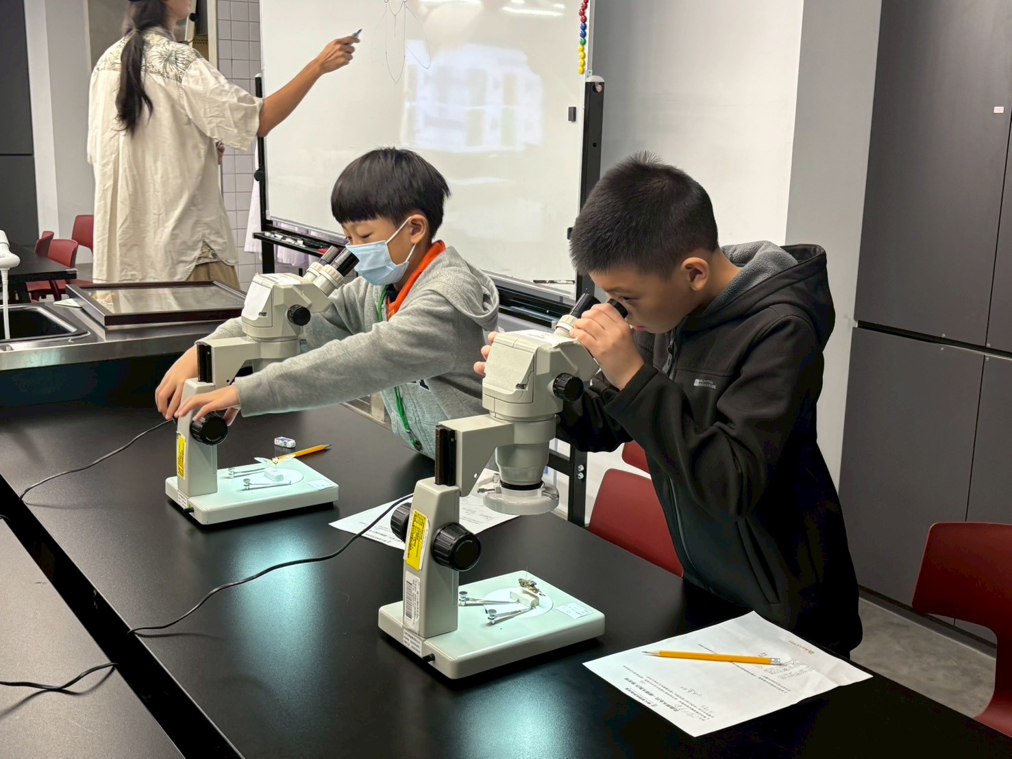 【昆蟲標本家】蟬標本製作與昆蟲型態多樣性