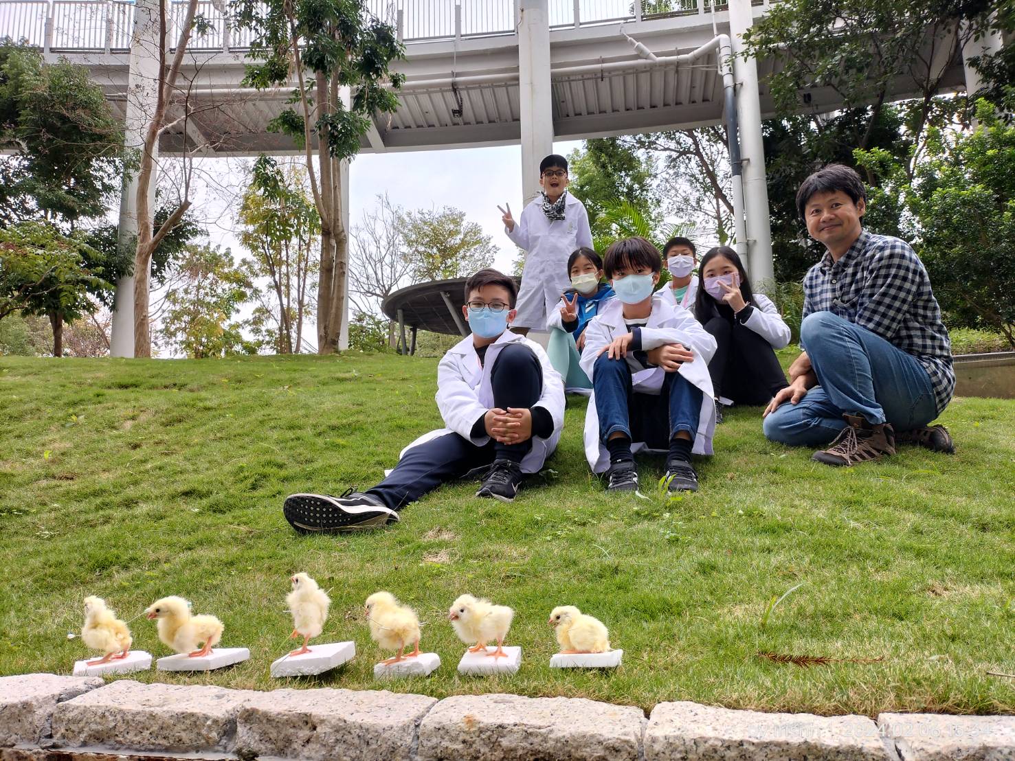 日齡雞標本製作