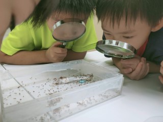 【仿生STEAM教育】昆蟲的溝通與感官世界-螞蟻的化學溝通