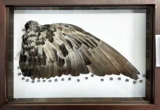 鳥類觀察與飛羽標本製作